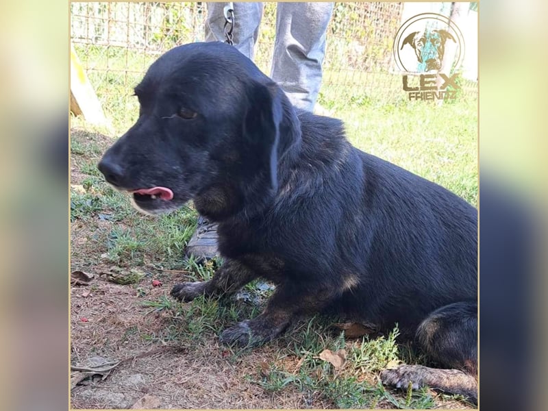 LOTTA - kleiner Schatz sucht zu Hause