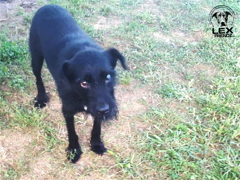 Kimbo - verängstigter Hund