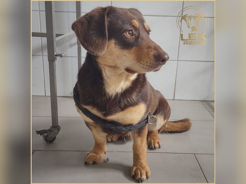 Gruber - Kuschelbär sucht Sofa