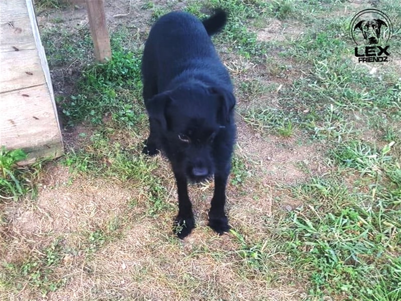 Kimbo - verängstigter Hund
