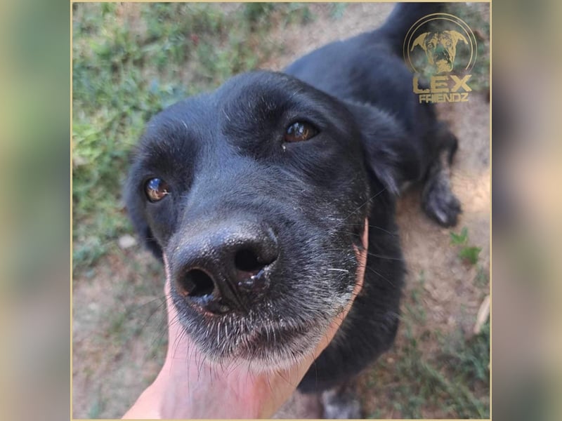 LOTTA - kleiner Schatz sucht zu Hause