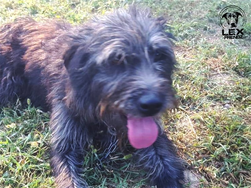 Winnie - ruhiger lieber Kerl