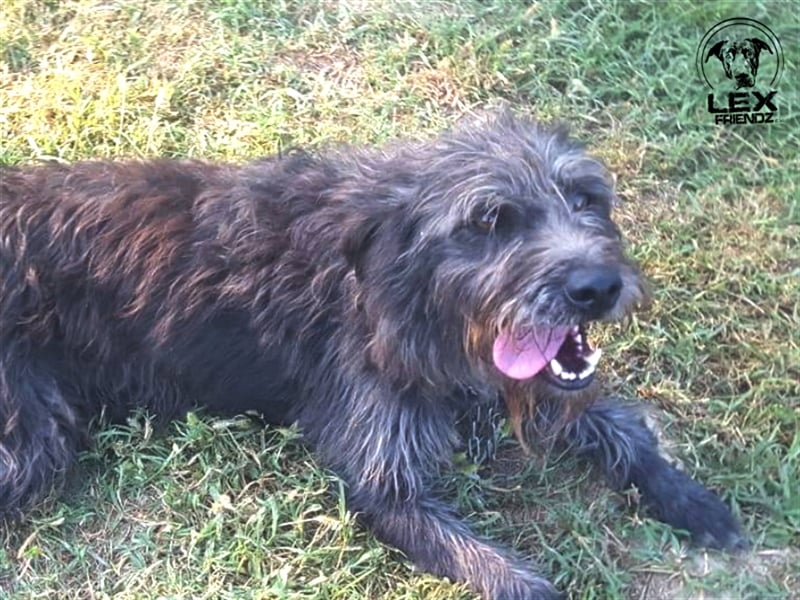 Winnie - ruhiger lieber Kerl