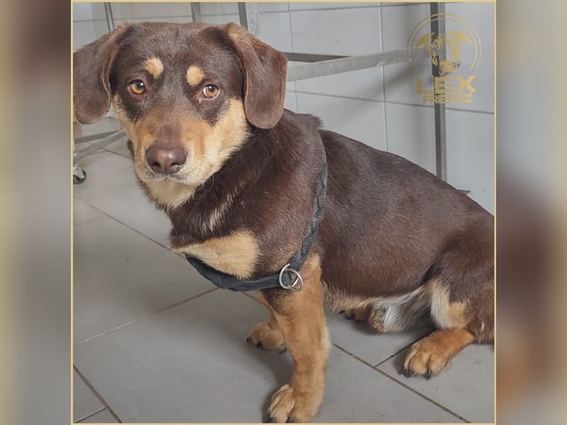 Gruber - Kuschelbär sucht Sofa