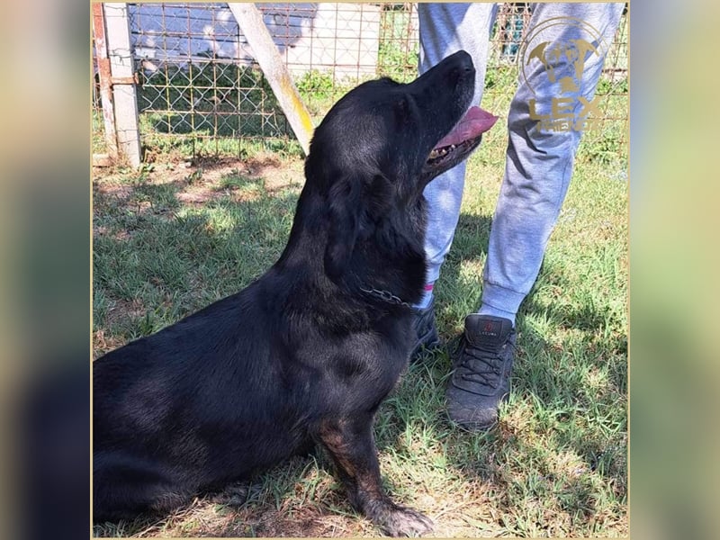 LOTTA - kleiner Schatz sucht zu Hause