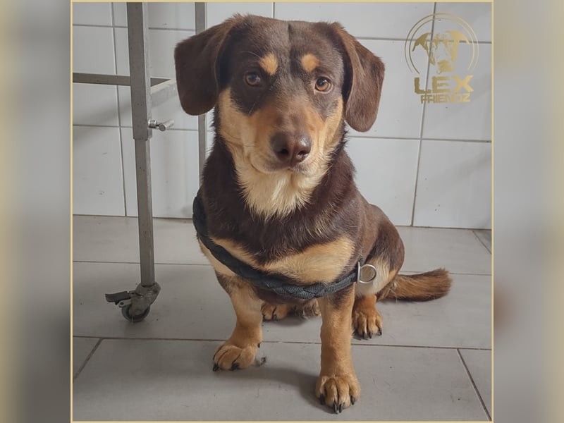 Gruber - Kuschelbär sucht Sofa