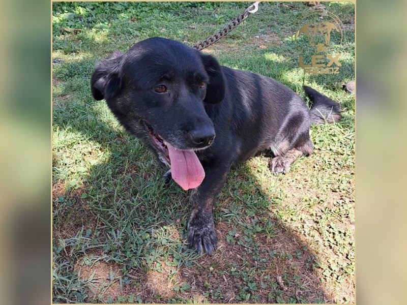 LOTTA - kleiner Schatz sucht zu Hause