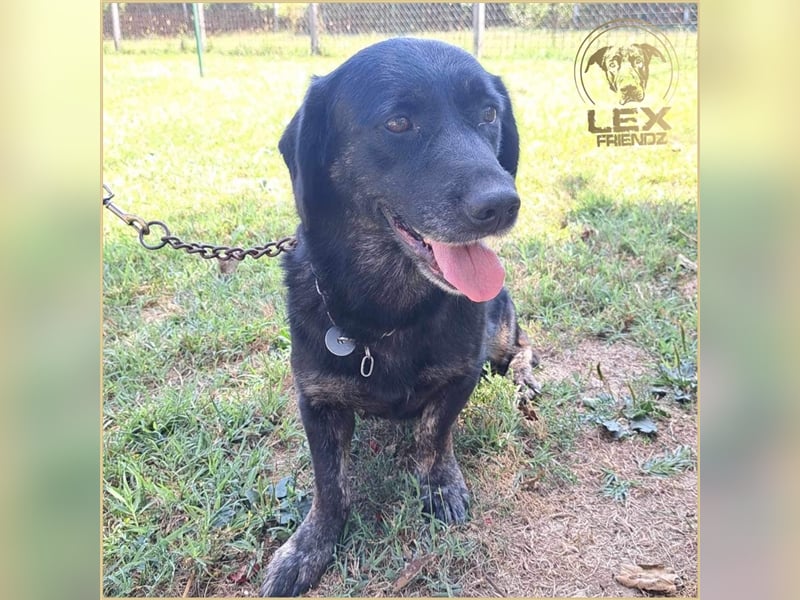 LOTTA - kleiner Schatz sucht zu Hause