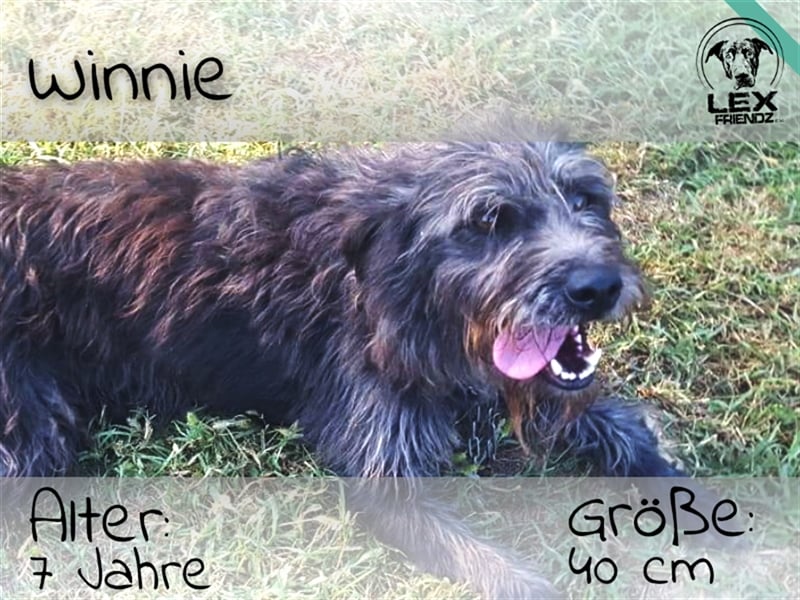 Winnie - ruhiger lieber Kerl