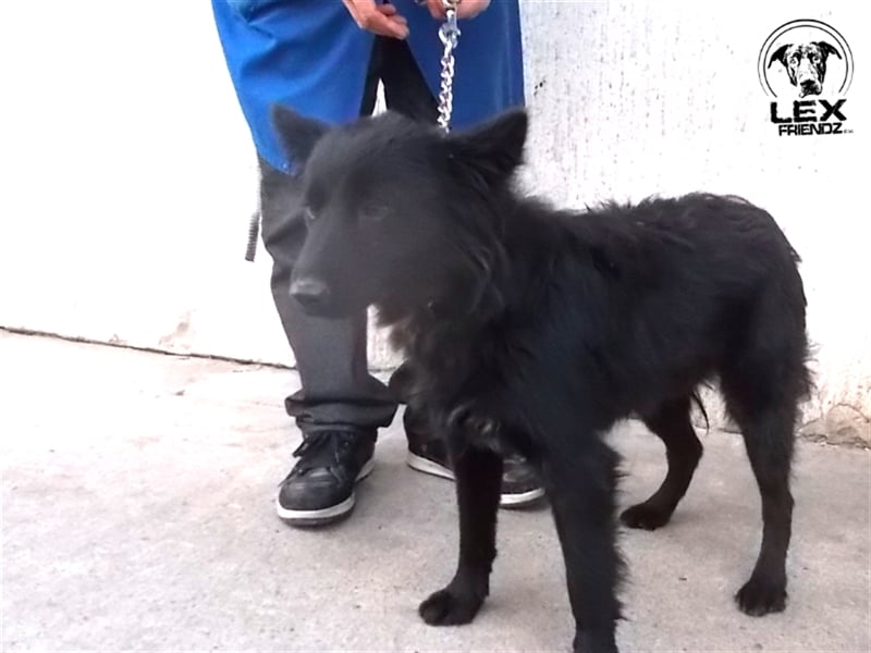 Celine - freundliche Hündin