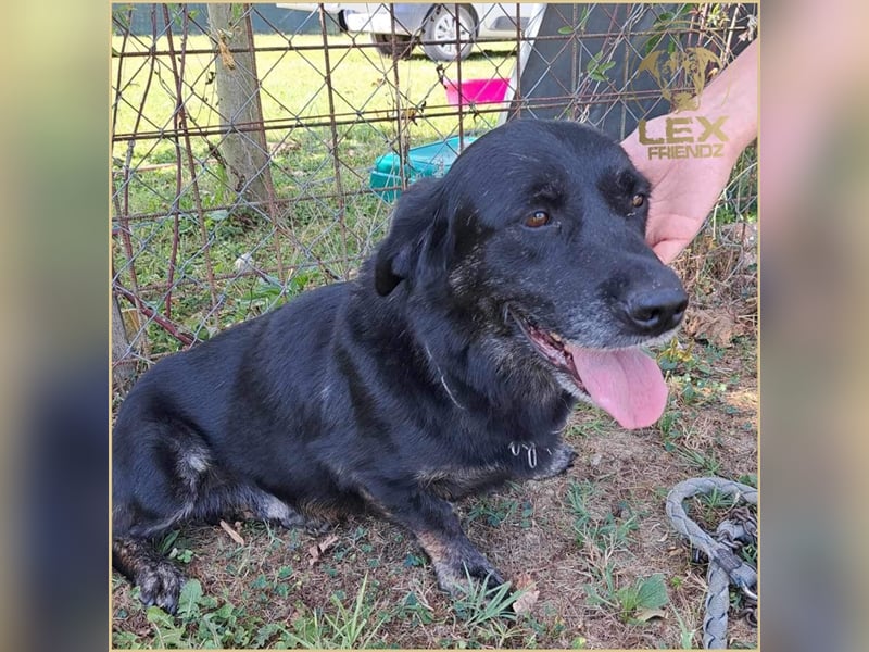 LOTTA - kleiner Schatz sucht zu Hause