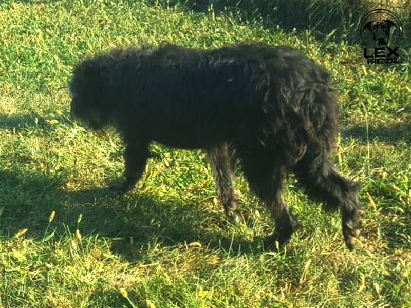 Winnie - ruhiger lieber Kerl