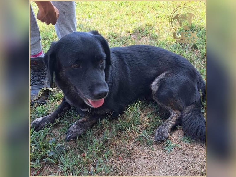 LOTTA - kleiner Schatz sucht zu Hause