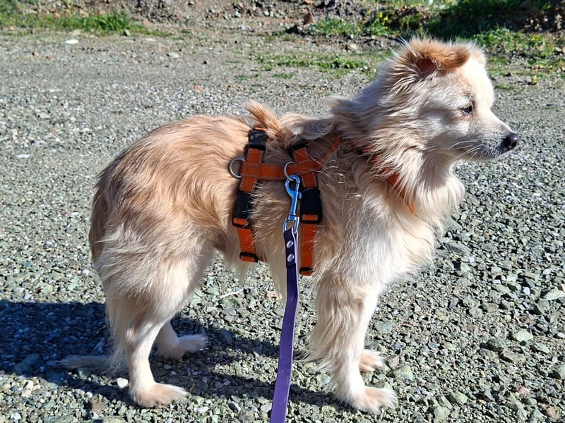 Toffee wünscht sich ein liebevolles Zuhause