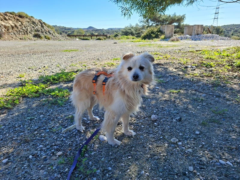 Toffee wünscht sich ein liebevolles Zuhause