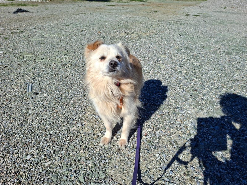 Toffee wünscht sich ein liebevolles Zuhause