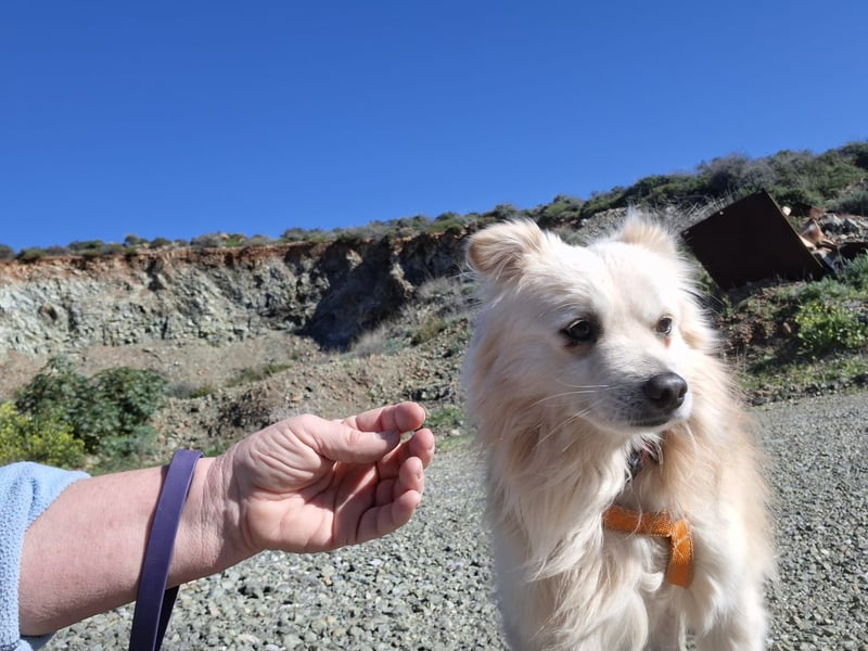 Toffee wünscht sich ein liebevolles Zuhause