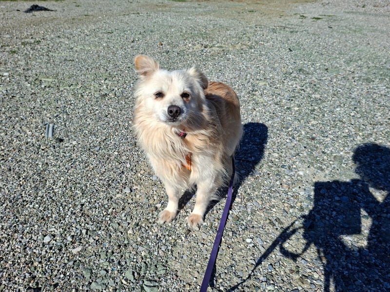 Toffee wünscht sich ein liebevolles Zuhause