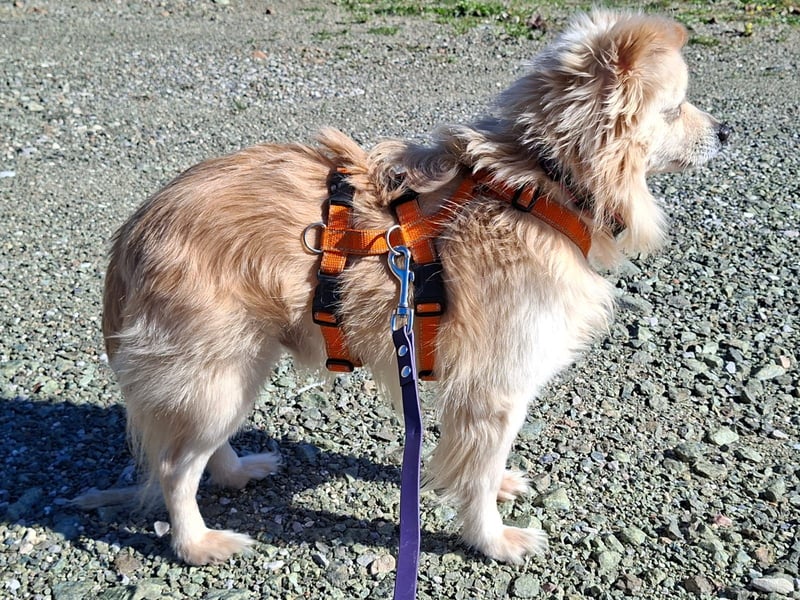 Toffee wünscht sich ein liebevolles Zuhause