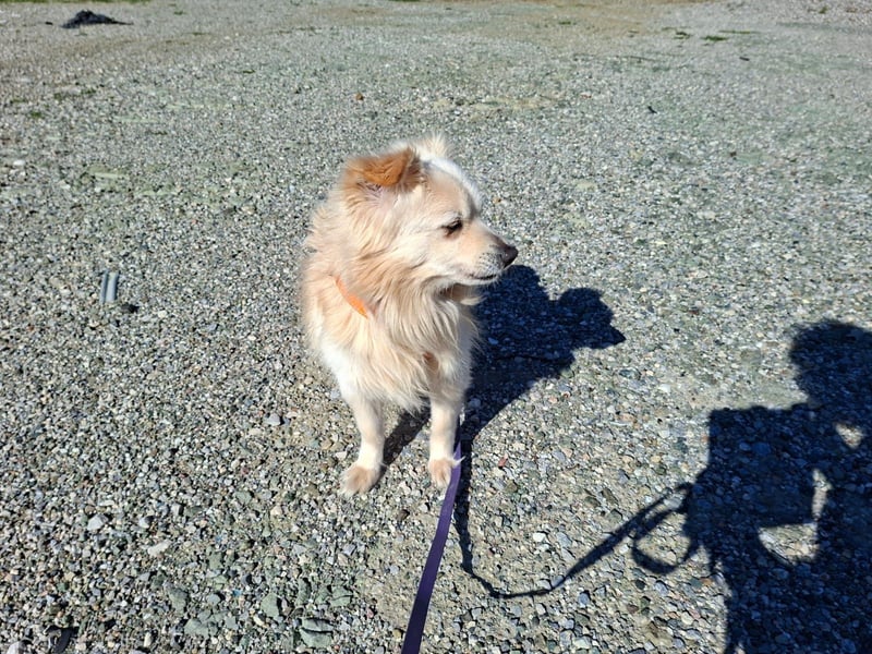 Toffee wünscht sich ein liebevolles Zuhause