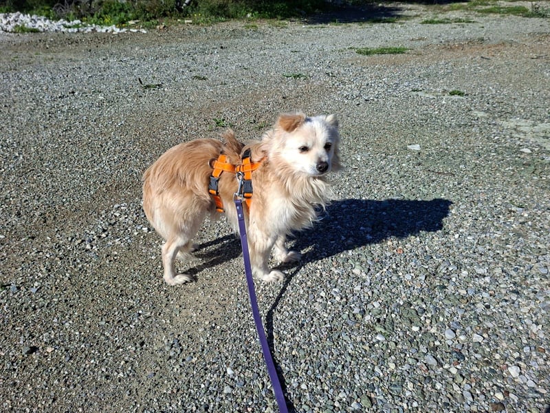 Toffee wünscht sich ein liebevolles Zuhause