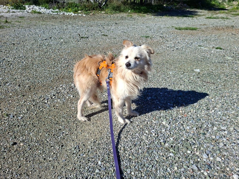 Toffee wünscht sich ein liebevolles Zuhause