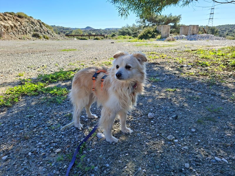 Toffee wünscht sich ein liebevolles Zuhause