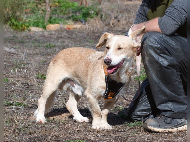 Bandit – ein ruhiger Geselle