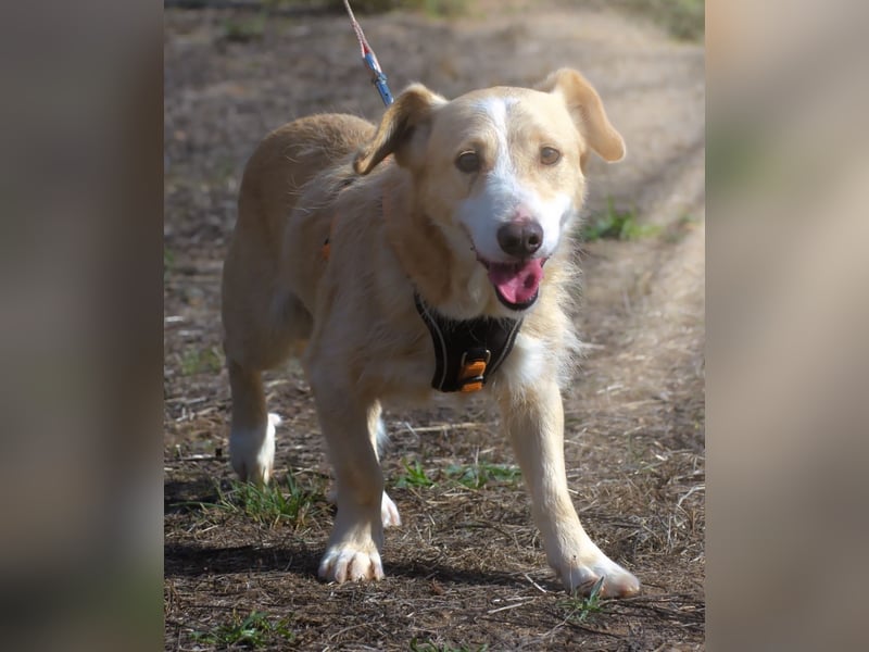 Bandit – ein ruhiger Geselle