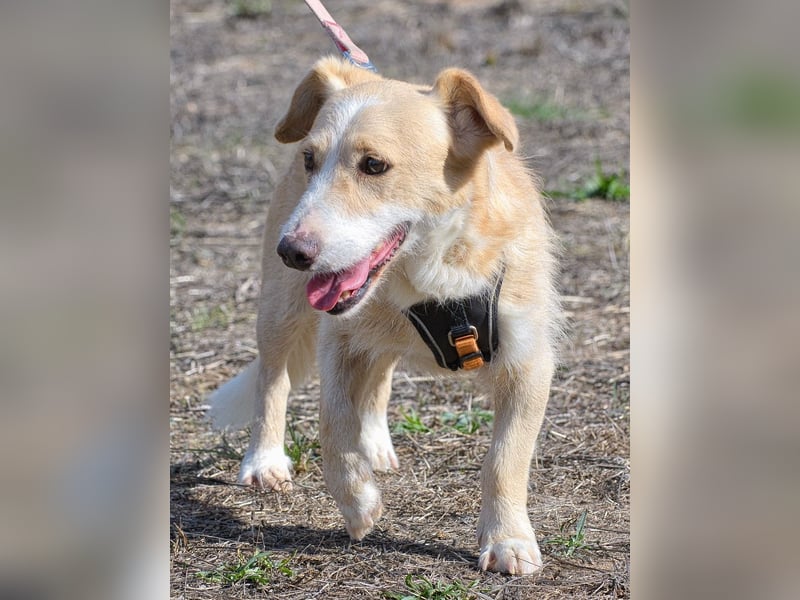 Bandit – ein ruhiger Geselle