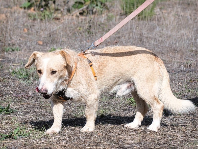 Bandit – ein ruhiger Geselle