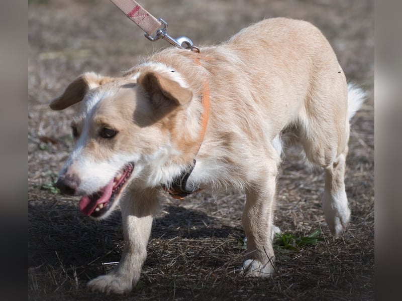 Bandit – ein ruhiger Geselle