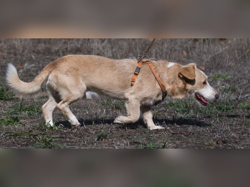 Bandit – ein ruhiger Geselle