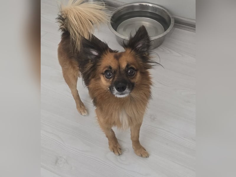 Leo - kleines Körbchen mit viel Liebe gesucht