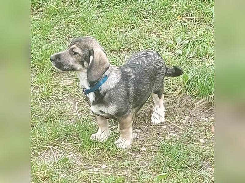 Taro - kleiner Mann sucht neuen Wirkungskreis