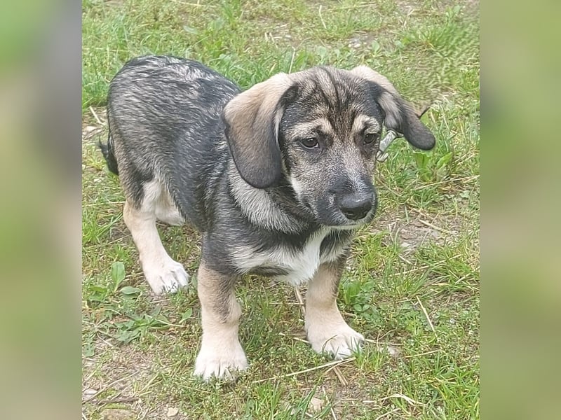 Taro - kleiner Mann sucht neuen Wirkungskreis