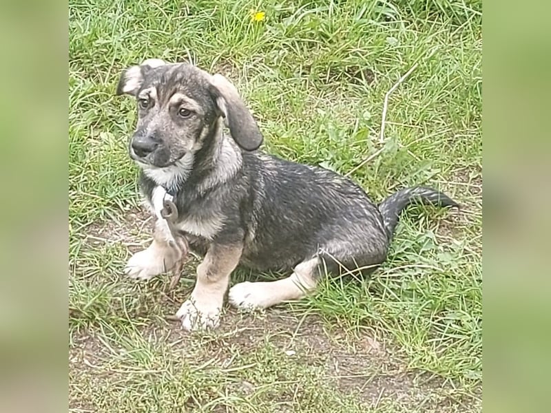 Taro - kleiner Mann sucht neuen Wirkungskreis