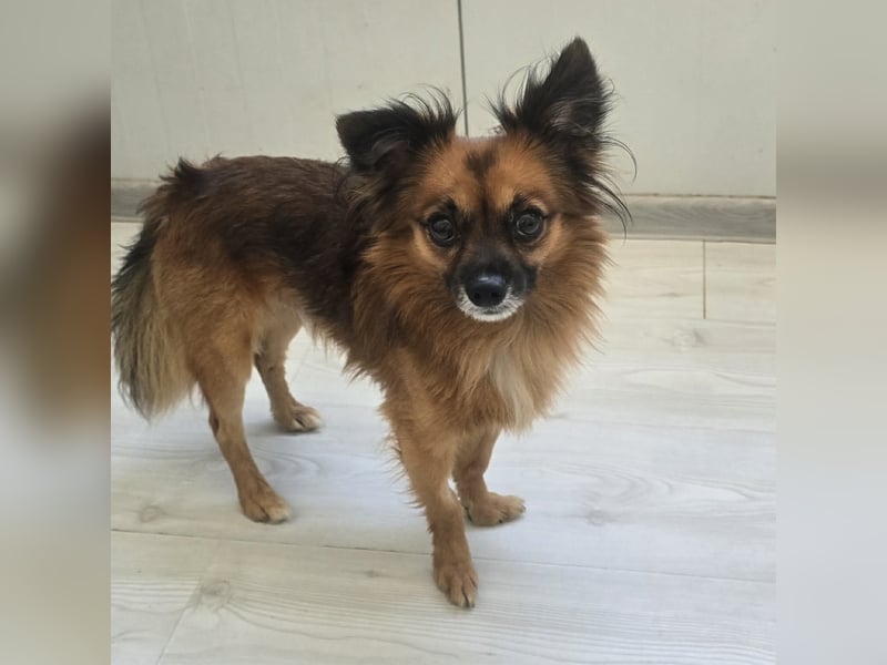 Leo - kleines Körbchen mit viel Liebe gesucht