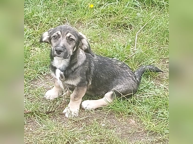 Taro - kleiner Mann sucht neuen Wirkungskreis