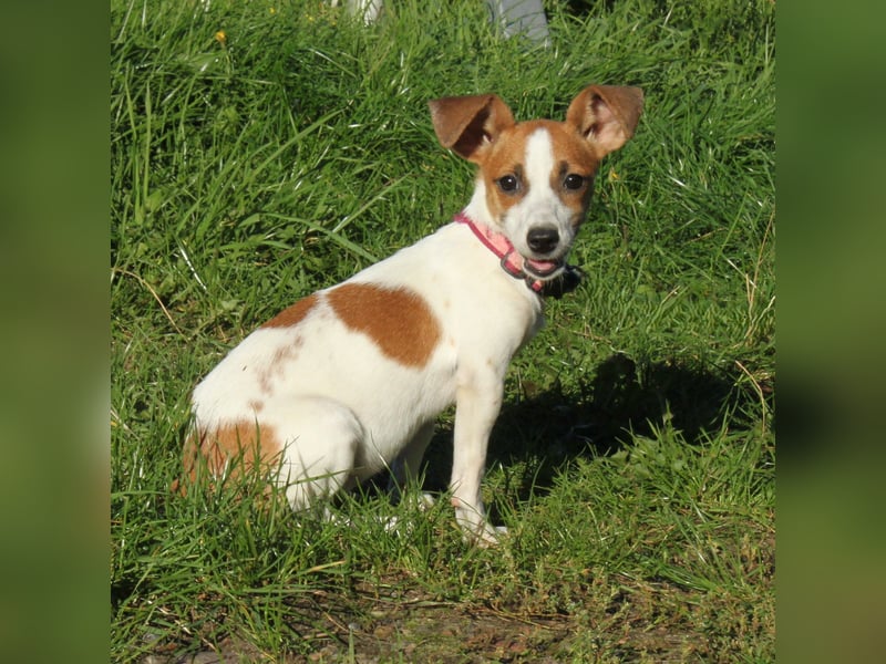 Hope - kleines Für-Immer-Körbchen gesucht