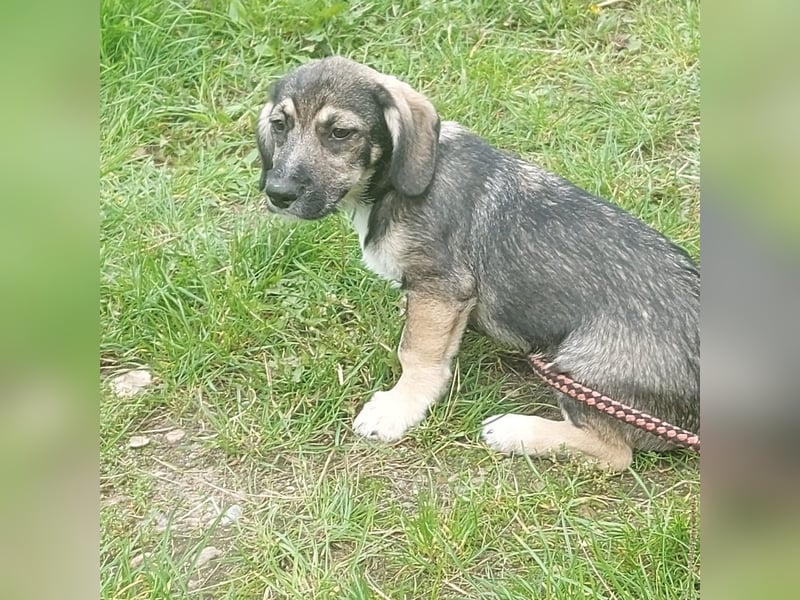 Taro - kleiner Mann sucht neuen Wirkungskreis
