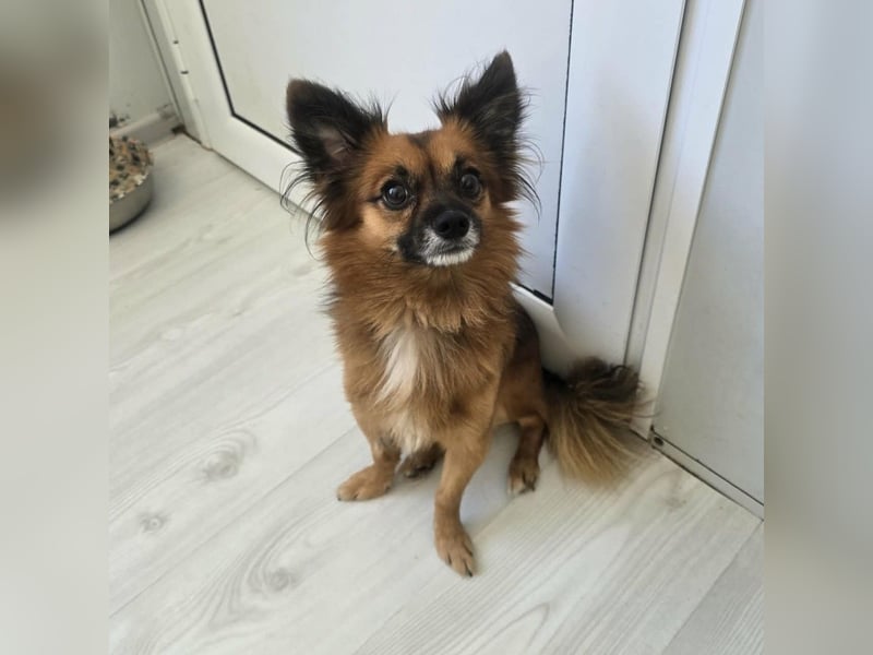 Leo - kleines Körbchen mit viel Liebe gesucht