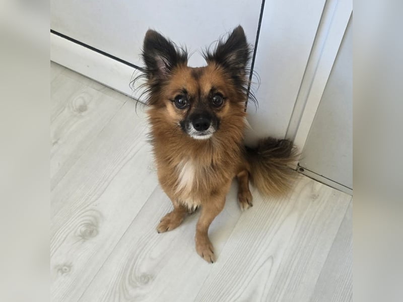 Leo - kleines Körbchen mit viel Liebe gesucht