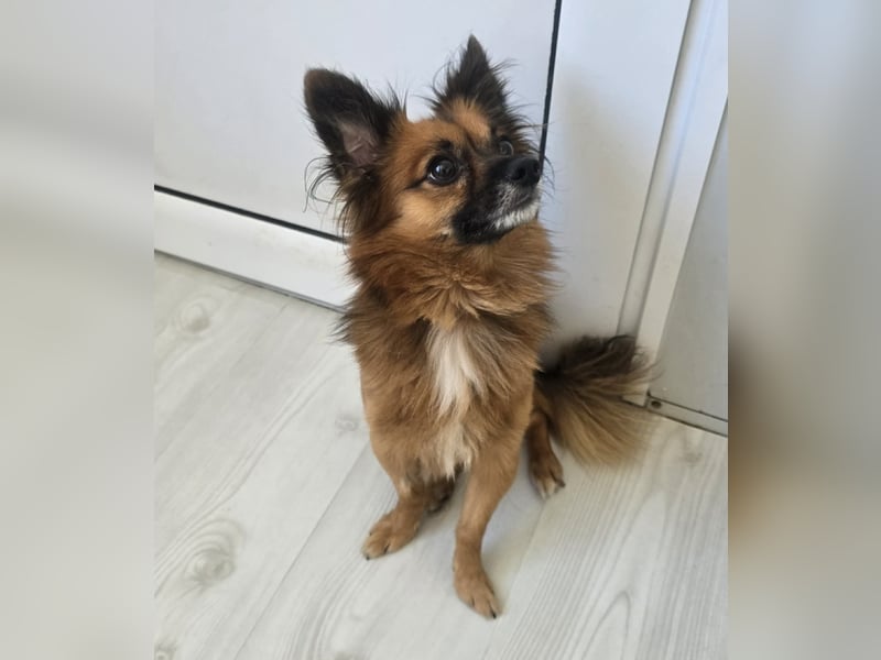 Leo - kleines Körbchen mit viel Liebe gesucht