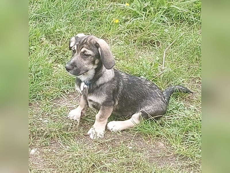 Taro - kleiner Mann sucht neuen Wirkungskreis