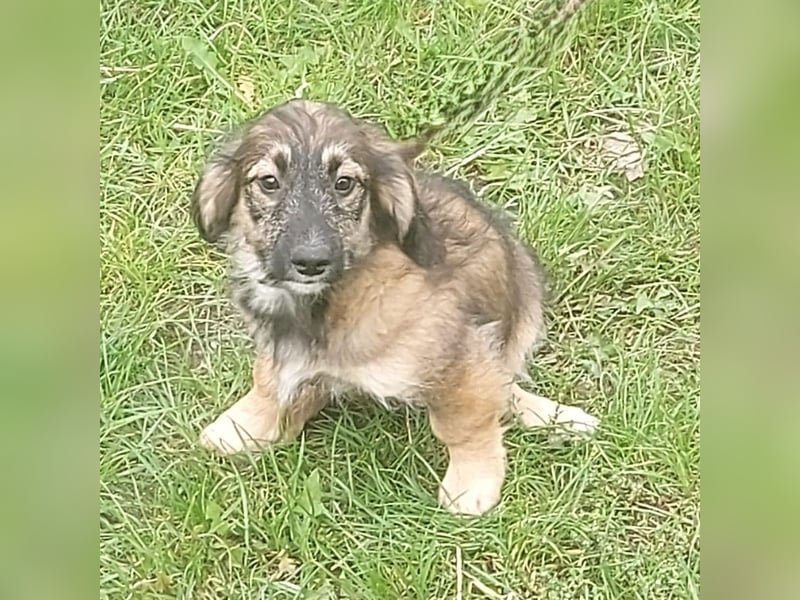 Toni - Körbchen zum Träumen gesucht