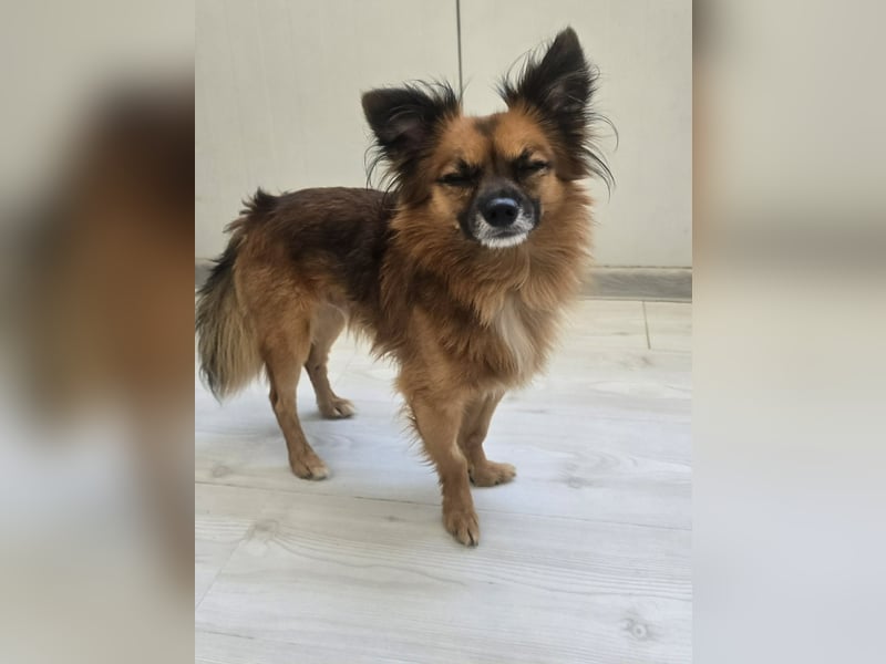 Leo - kleines Körbchen mit viel Liebe gesucht