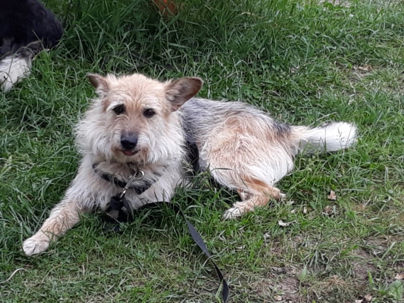 Wunderschöne Hunde, Welpen, Junghunde, Senioren