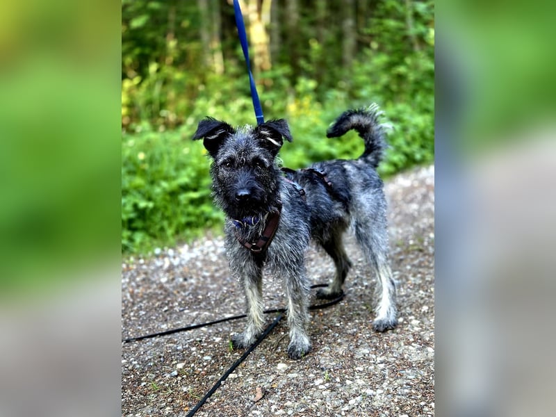 Cleo - ein Wirbelwind sucht Schnauzer Liebhaber