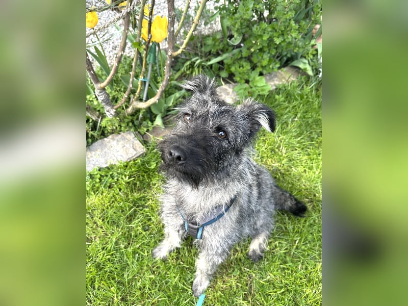Cleo - ein Wirbelwind sucht Schnauzer Liebhaber